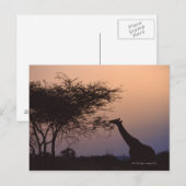 Giraffe Briefkaart (Voorkant / Achterkant)