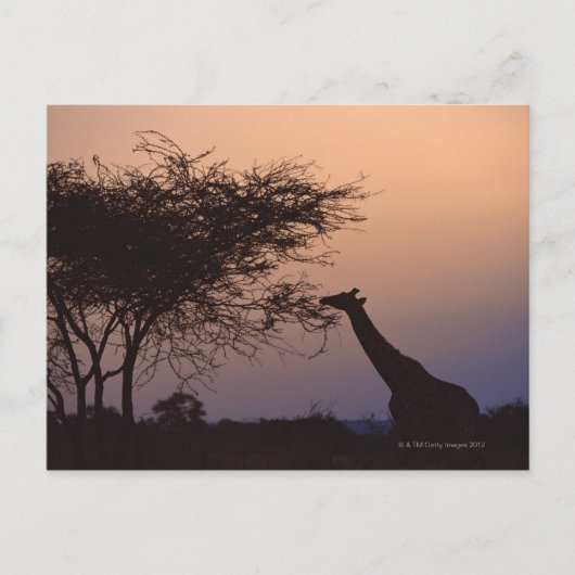 Giraffe Briefkaart (Voorkant)