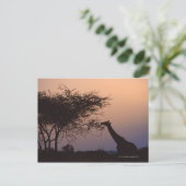 Giraffe Briefkaart (Staand voorkant)