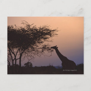 Giraffe Briefkaart