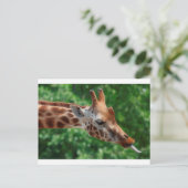 Giraffe Briefkaart (Staand voorkant)