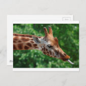 Giraffe Briefkaart (Voorkant / Achterkant)