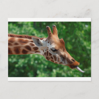 Giraffe Briefkaart