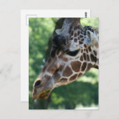 Giraffe Briefkaart (Voorkant / Achterkant)
