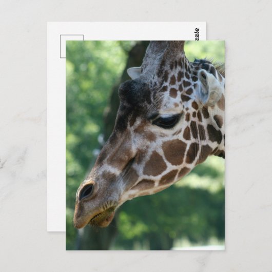 Giraffe Briefkaart (Voorkant / Achterkant)