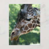 Giraffe Briefkaart (Voorkant)