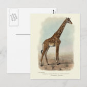 GIRAFFE BRIEFKAART (Voorkant / Achterkant)
