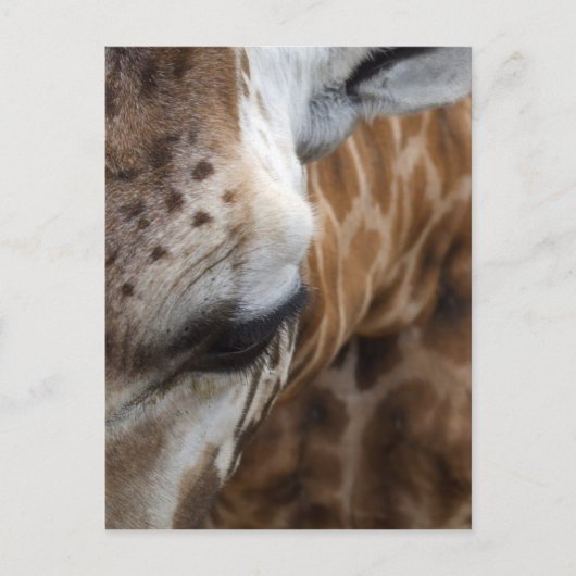 Giraffe Briefkaart (Voorkant)