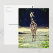 Giraffe Briefkaart (Voorkant / Achterkant)