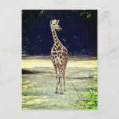 Giraffe Briefkaart (Voorkant)