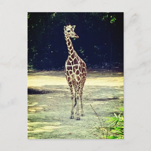 Giraffe Briefkaart (Voorkant)