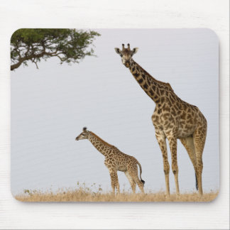Giraffe Calf and Mama Muismat
