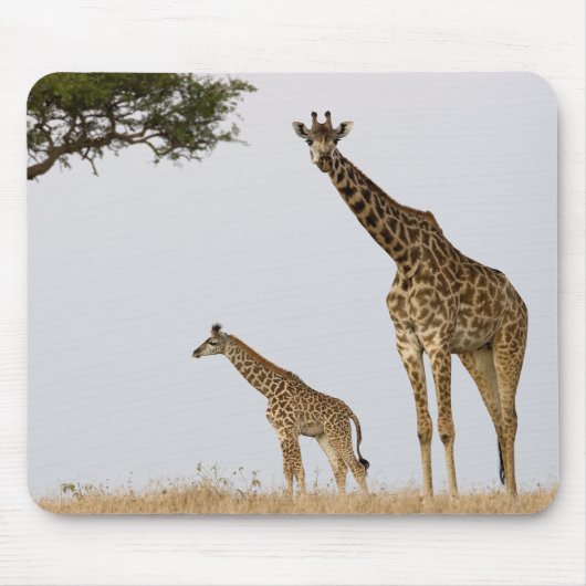 Giraffe Calf and Mama Muismat (Voorkant)