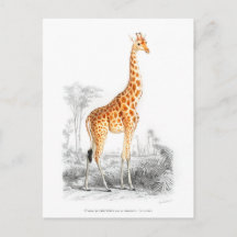 Giraffe - Charles Dessalines d'Orbigny kunst