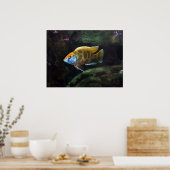 Giraffe Cichlid Poster (Keuken)