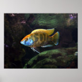 Giraffe Cichlid Poster (Voorkant)