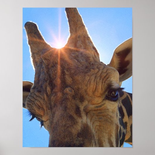 Giraffe Close Up en Sunshine Fotografische Print (Voorkant)