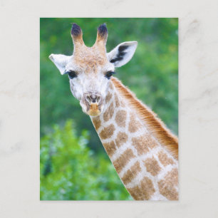 Giraffe Close-up Head Shot Briefkaart