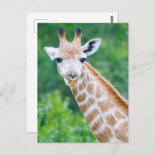 Giraffe Close-up Head Shot Briefkaart (Voorkant / Achterkant)