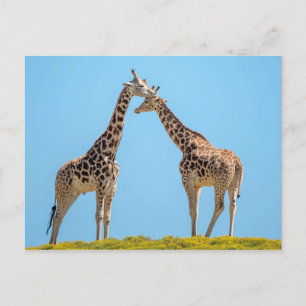 Giraffe Couple Portret Briefkaart