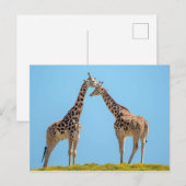 Giraffe Couple Portret Briefkaart (Voorkant / Achterkant)