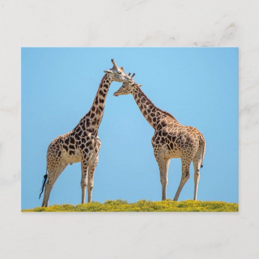 Giraffe Couple Portret Briefkaart (Voorkant)