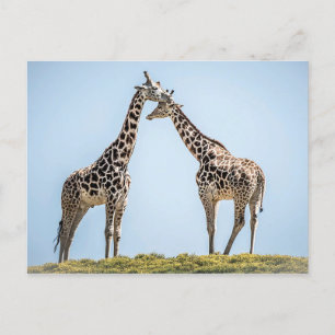 Giraffe Couple Portret tegen een blauwe hemel Briefkaart