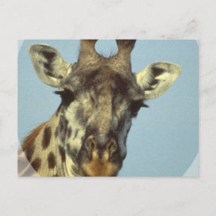 Giraffe Design Briefkaarten