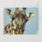 Giraffe Design Briefkaarten (Voorkant)