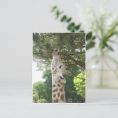 Giraffe die Blad eten Briefkaart (Staand voorkant)