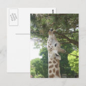 Giraffe die Blad eten Briefkaart (Voorkant / Achterkant)