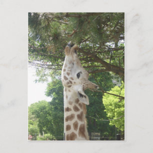 Giraffe die Blad eten Briefkaart