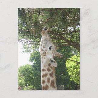 Giraffe die Blad eten Briefkaart