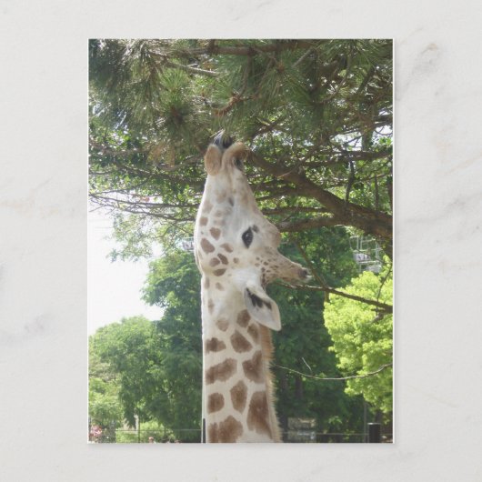 Giraffe die Blad eten Briefkaart (Voorkant)