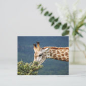 Giraffe die sommige bladeren eet briefkaart (Staand voorkant)