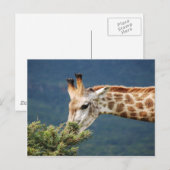 Giraffe die sommige bladeren eet briefkaart (Voorkant / Achterkant)