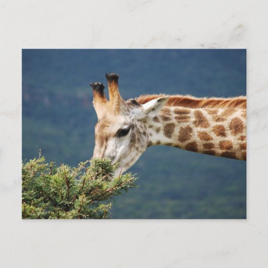 Giraffe die sommige bladeren eet briefkaart (Voorkant)