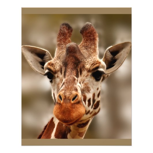 Giraffe dierentuin portret Wild Foto Afdruk (Voorkant)