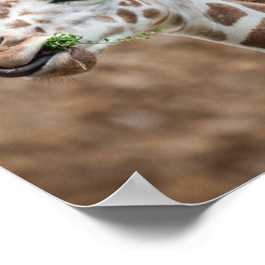 Giraffe Eating Grass Poster (Hoek)