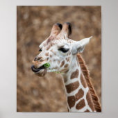 Giraffe Eating Grass Poster (Voorkant)