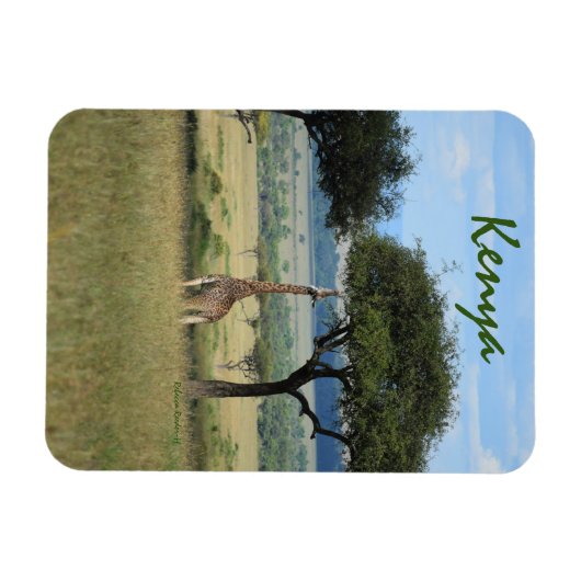 Giraffe Eating Tree in Kenia Magneet (Horizontaal)