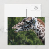 Giraffe Eet Briefkaart (Voorkant / Achterkant)