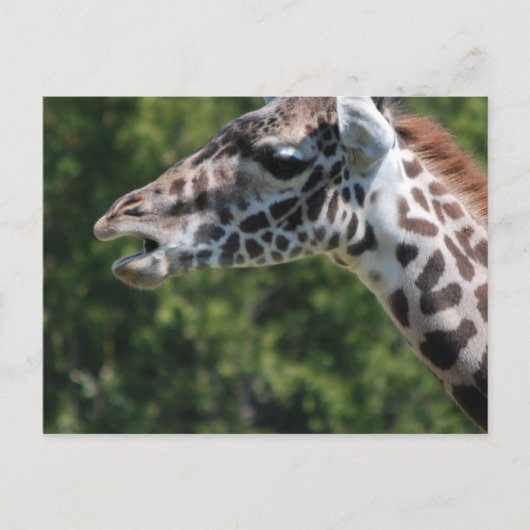 Giraffe Eet Briefkaart (Voorkant)