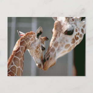 Giraffe en Baby briefkaart