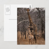 Giraffe en Baby Giraffe Briefkaart (Voorkant / Achterkant)