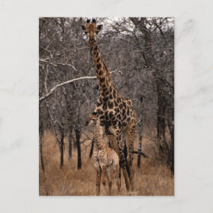 Giraffe en Baby Giraffe Briefkaart