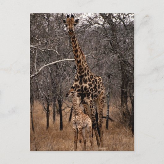 Giraffe en Baby Giraffe Briefkaart (Voorkant)