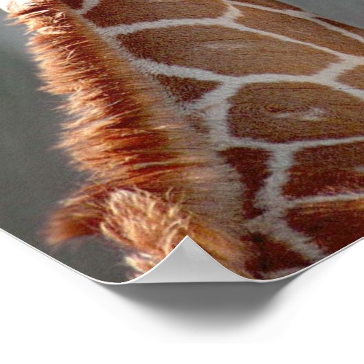 Giraffe en Baby Poster (Hoek)