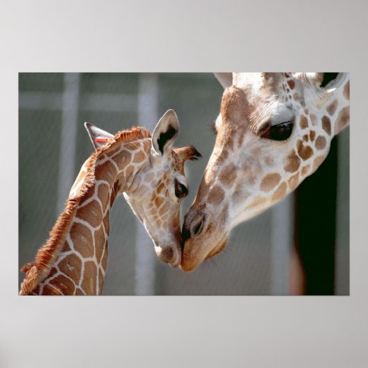 Giraffe en Baby Poster (Voorkant)