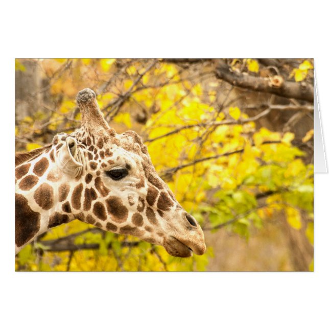 Giraffe en bladeren (Voorkant Horizontaal)